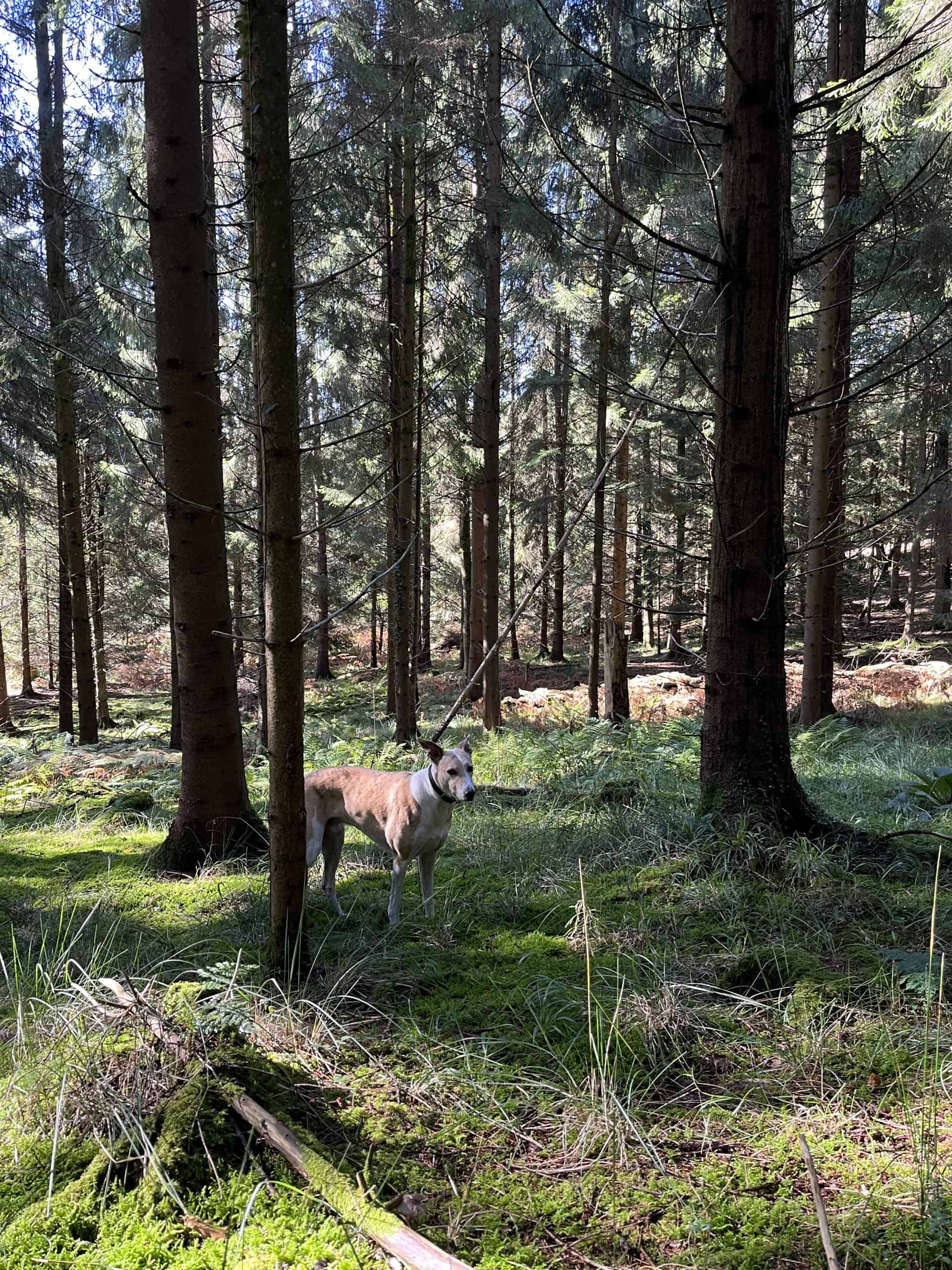 A dog stood in the mossy forest in spring sunshine