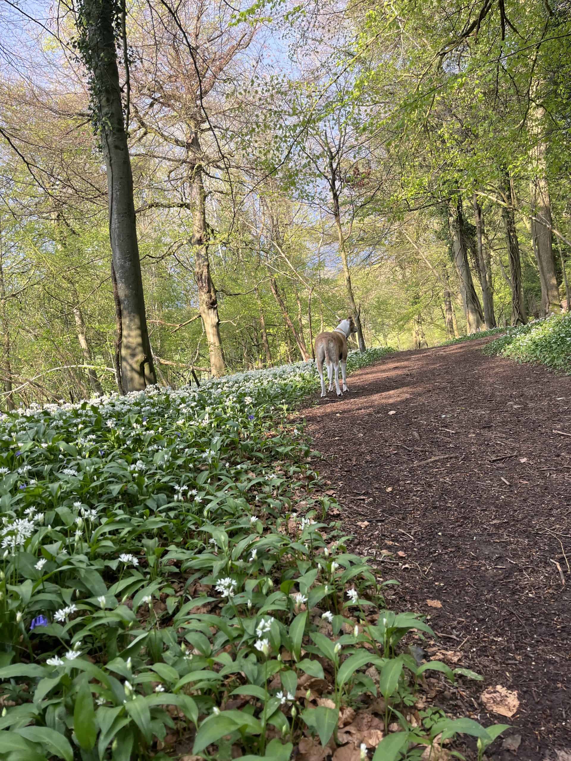 A dog stood on a forest path among wild garlic in flower
