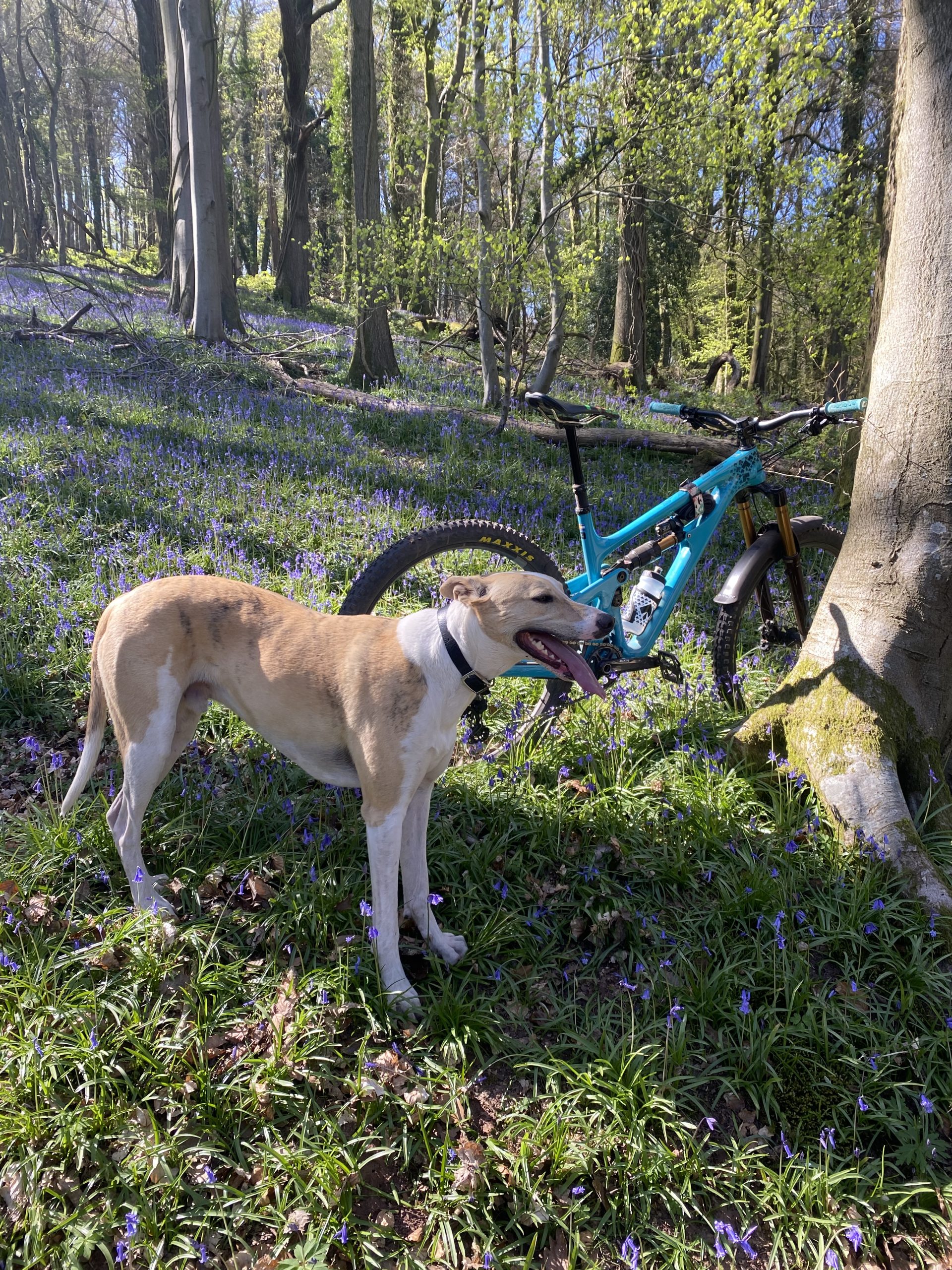 A dog stood in among the bluebells next to a blue mountain bike